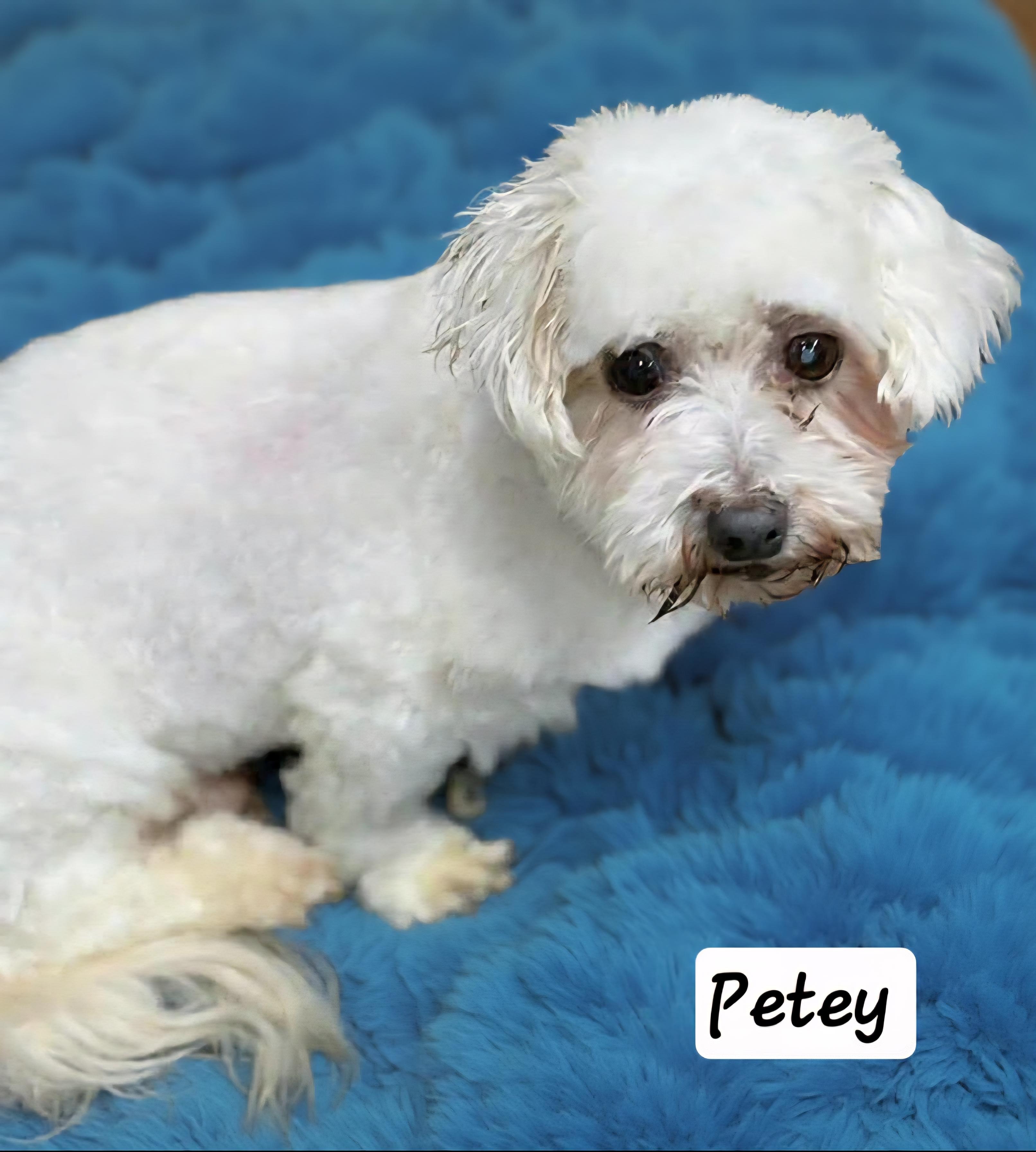 Enlarge Petey, an adopted Maltipoo in Wheelersburg, OH image 1/1
