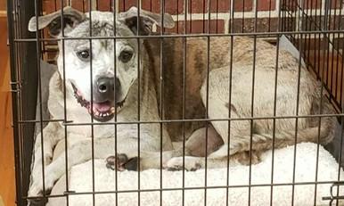 Enlarge Buddy (Calm, Gentle, Wonderful), a ADOPTABLE mixed breed in Newfoundland, PA image 5/5