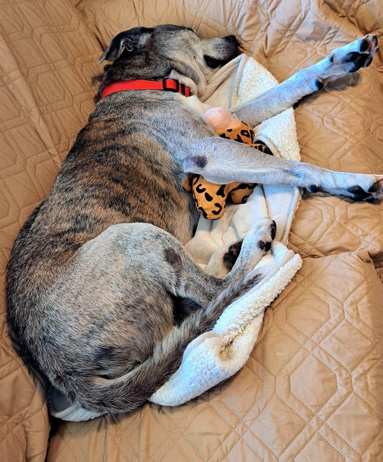 Enlarge Buddy (Calm, Gentle, Wonderful), a ADOPTABLE mixed breed in Newfoundland, PA image 3/5