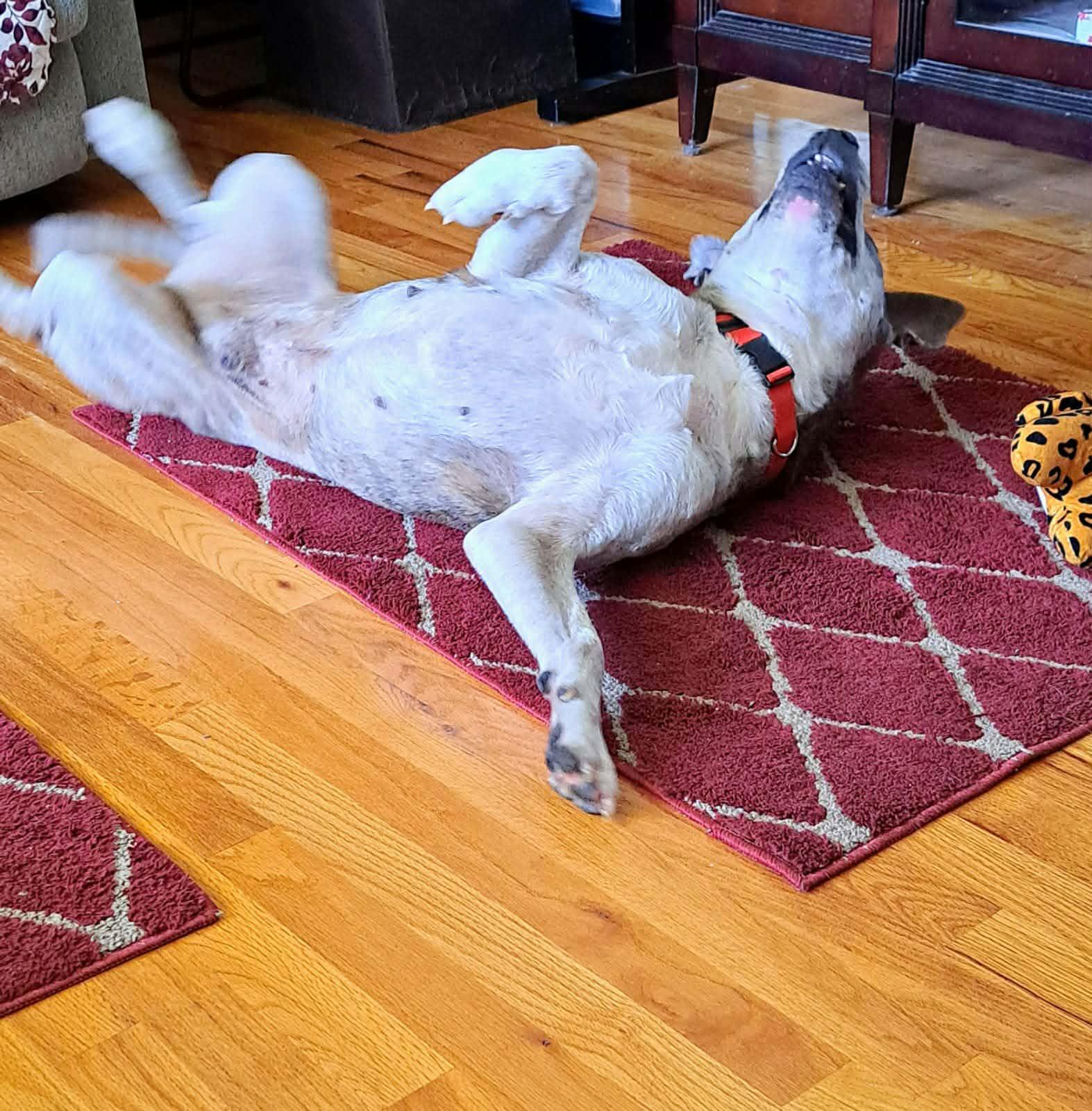 Enlarge Buddy (Calm, Gentle, Wonderful), a ADOPTABLE mixed breed in Newfoundland, PA image 4/5