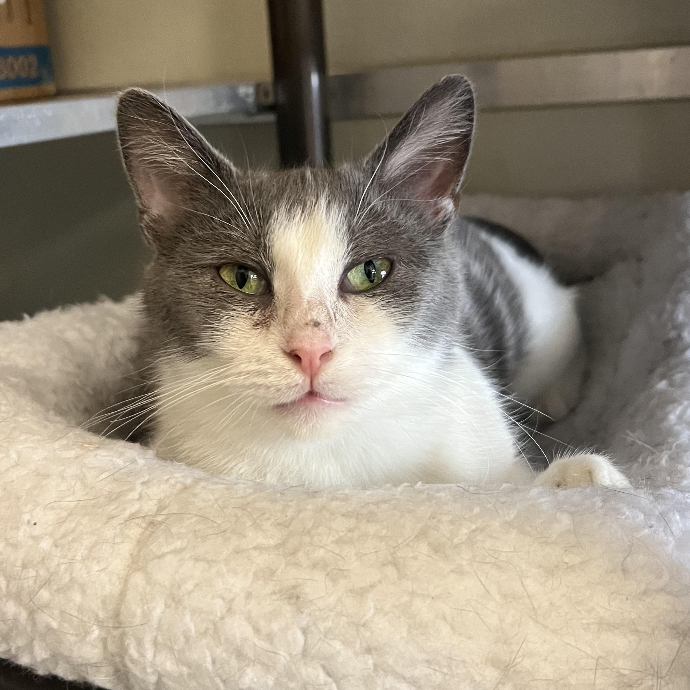 Miso, a ADOPTABLE mixed breed in Mount Pleasant, MI image 3/3