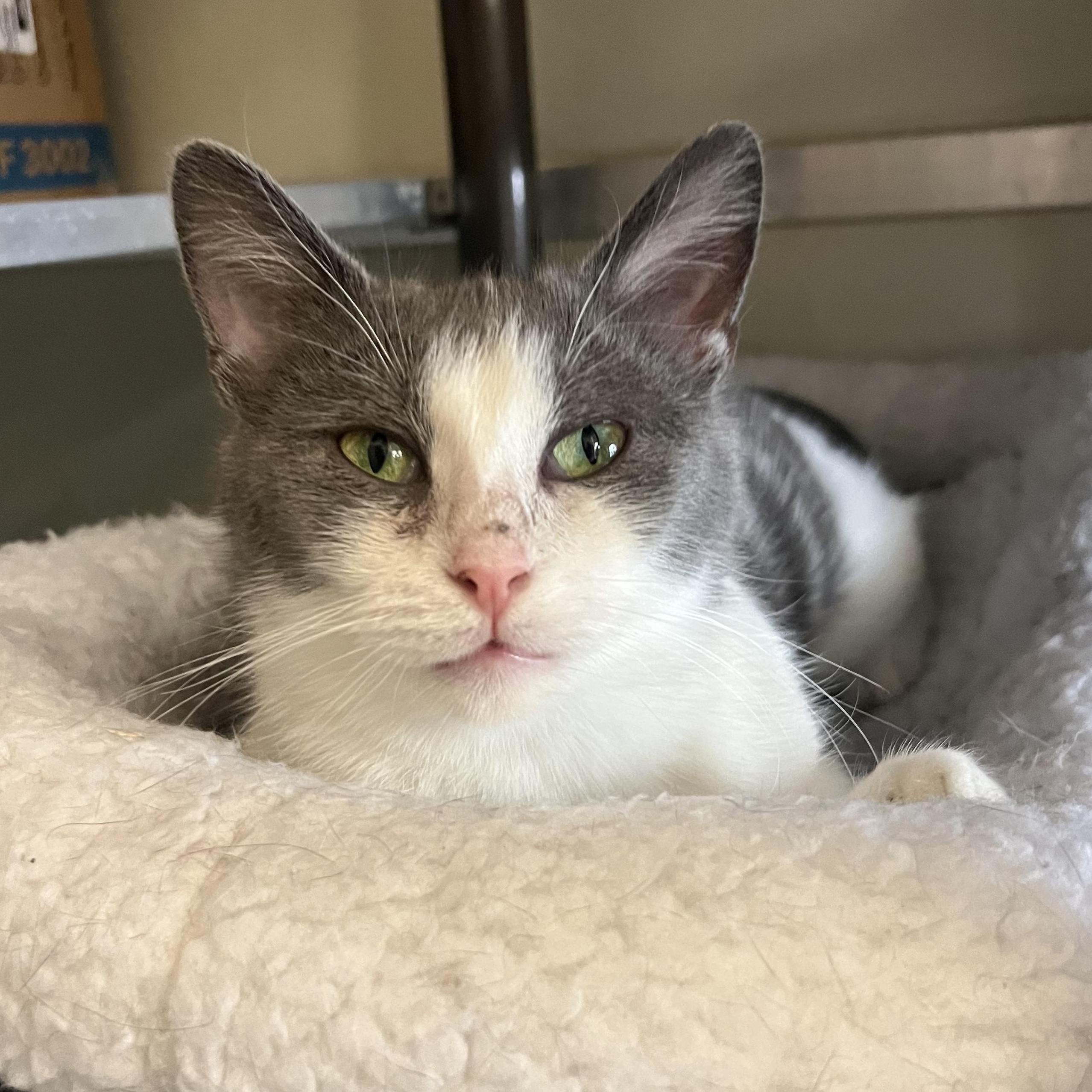 Miso, a ADOPTABLE mixed breed in Mount Pleasant, MI image 1/3
