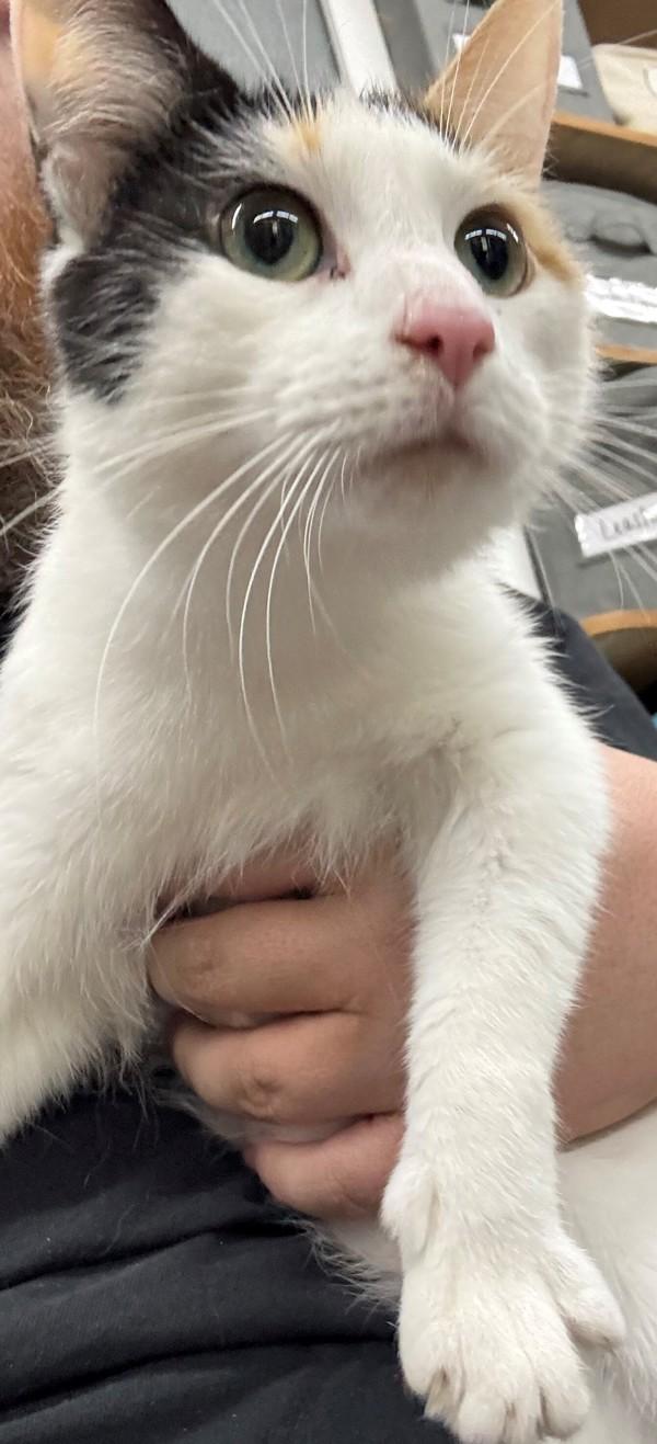 Elly, Adoptable, Adult Female Domestic Short Hair.