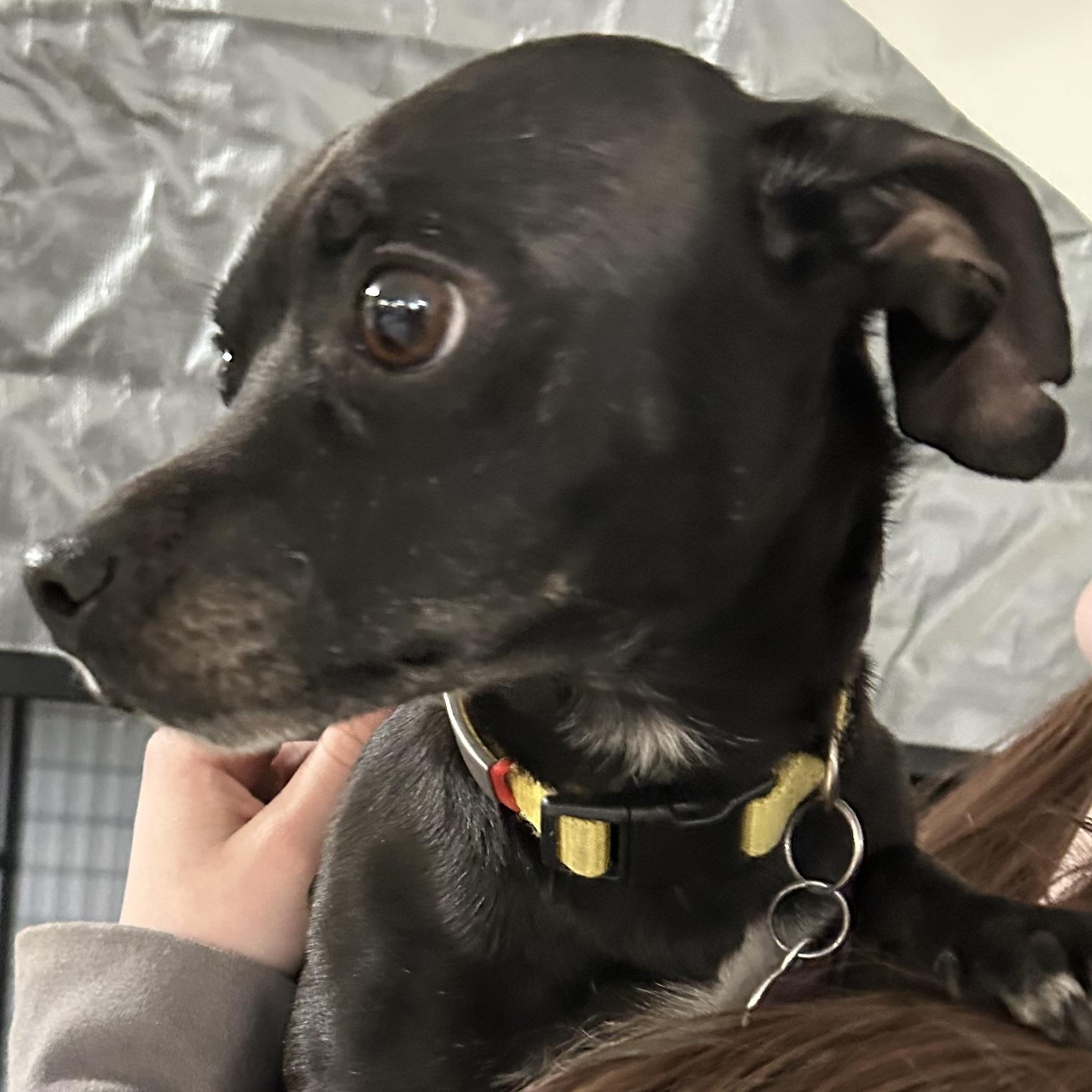 Enlarge Sammy, an adopted mixed breed in Traverse City, MI image 1/1