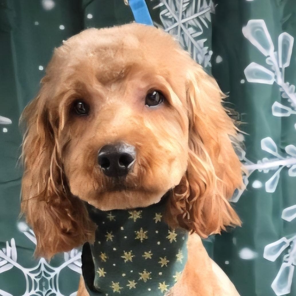 Enlarge Teddy, a Adopted Labradoodle in Fairview Park, OH image 1/1