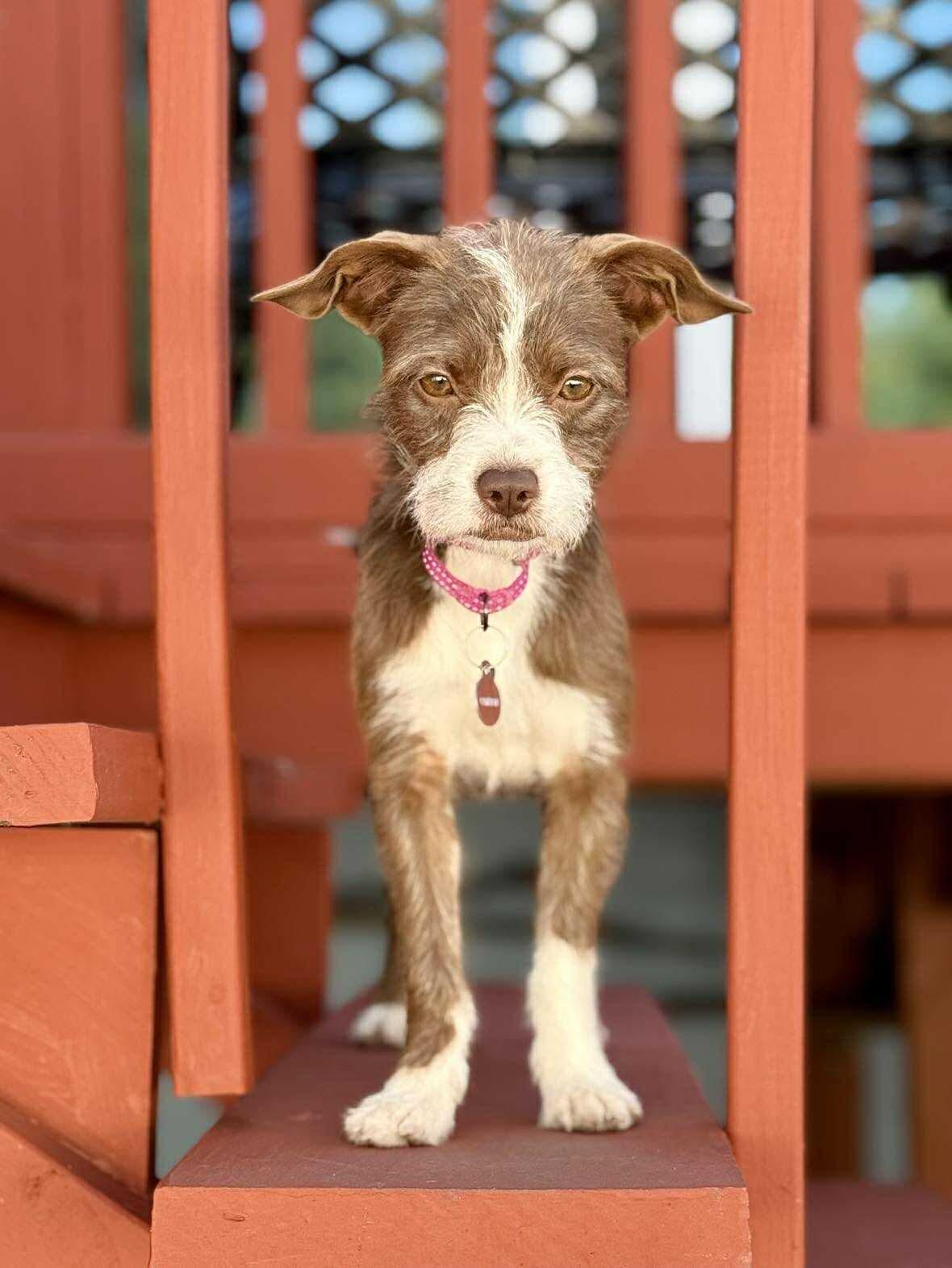 Pickles (Bonded Pair with Colt), Adoptable, Puppy Female Terrier & Pekingese.