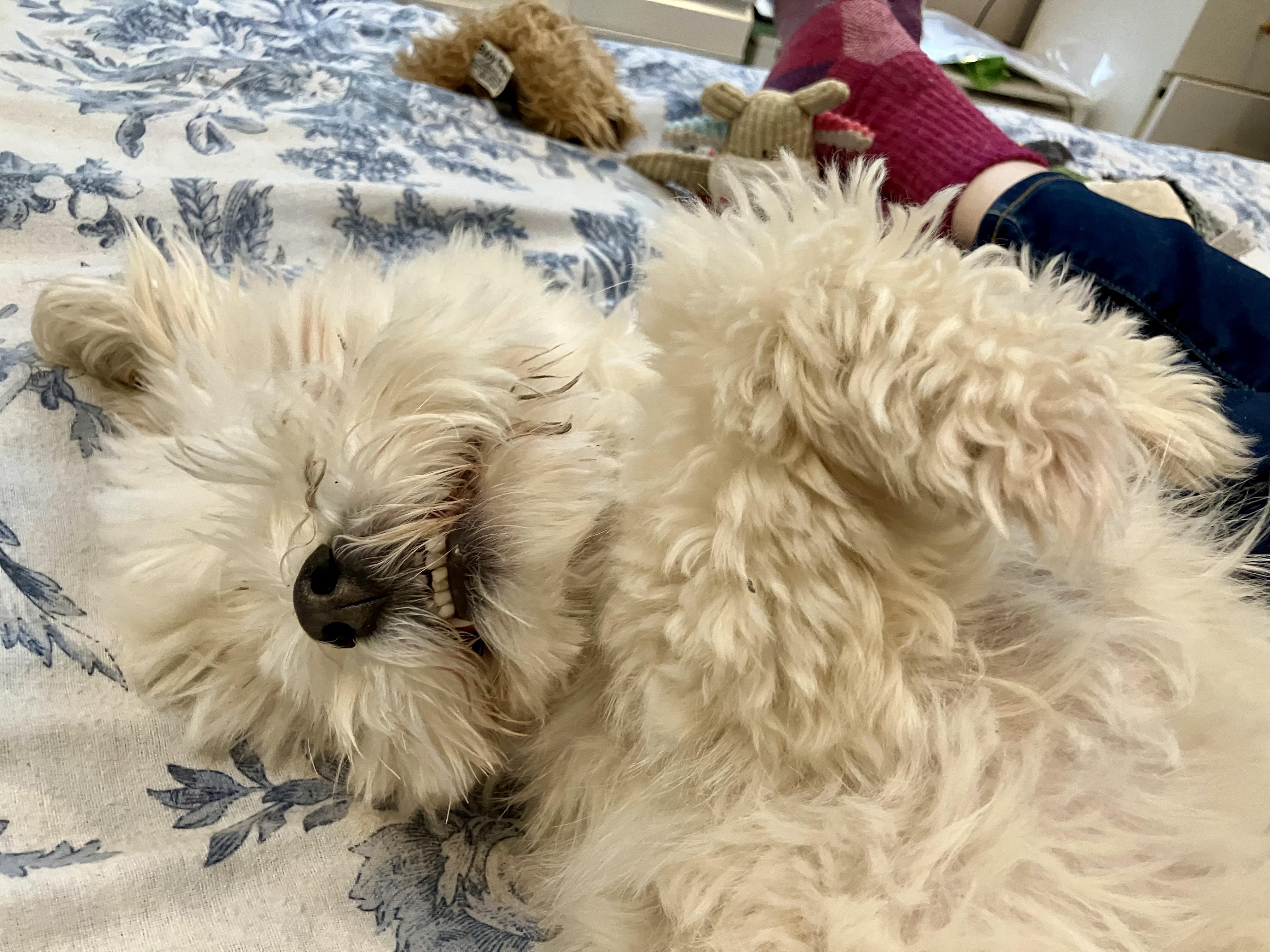 Gigi in Warwick, New York, Adopted, Adult Female Havanese.