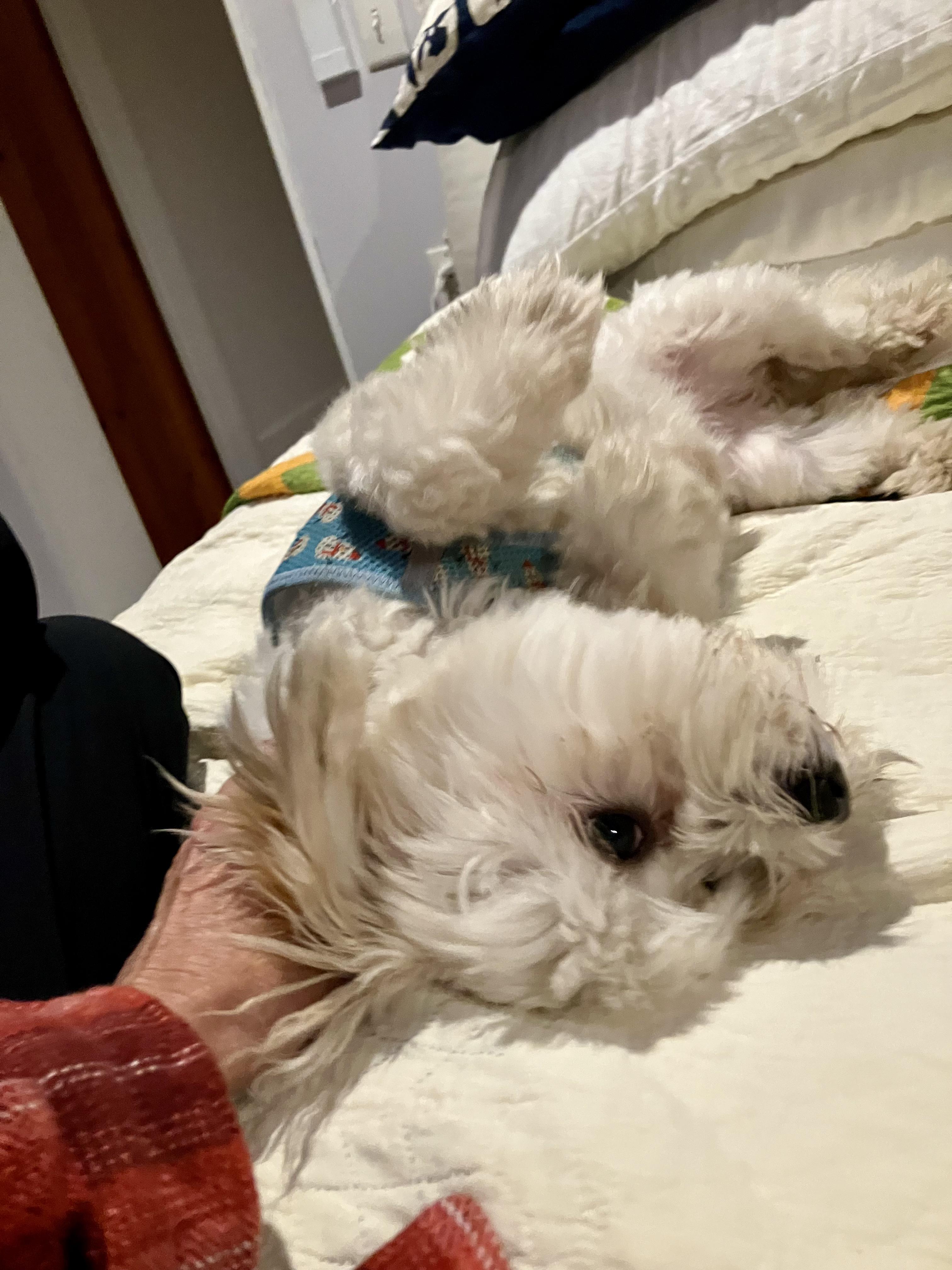 Enlarge Gigi in Warwick, New York, a Adopted Havanese in Buffalo, NY image 2/6