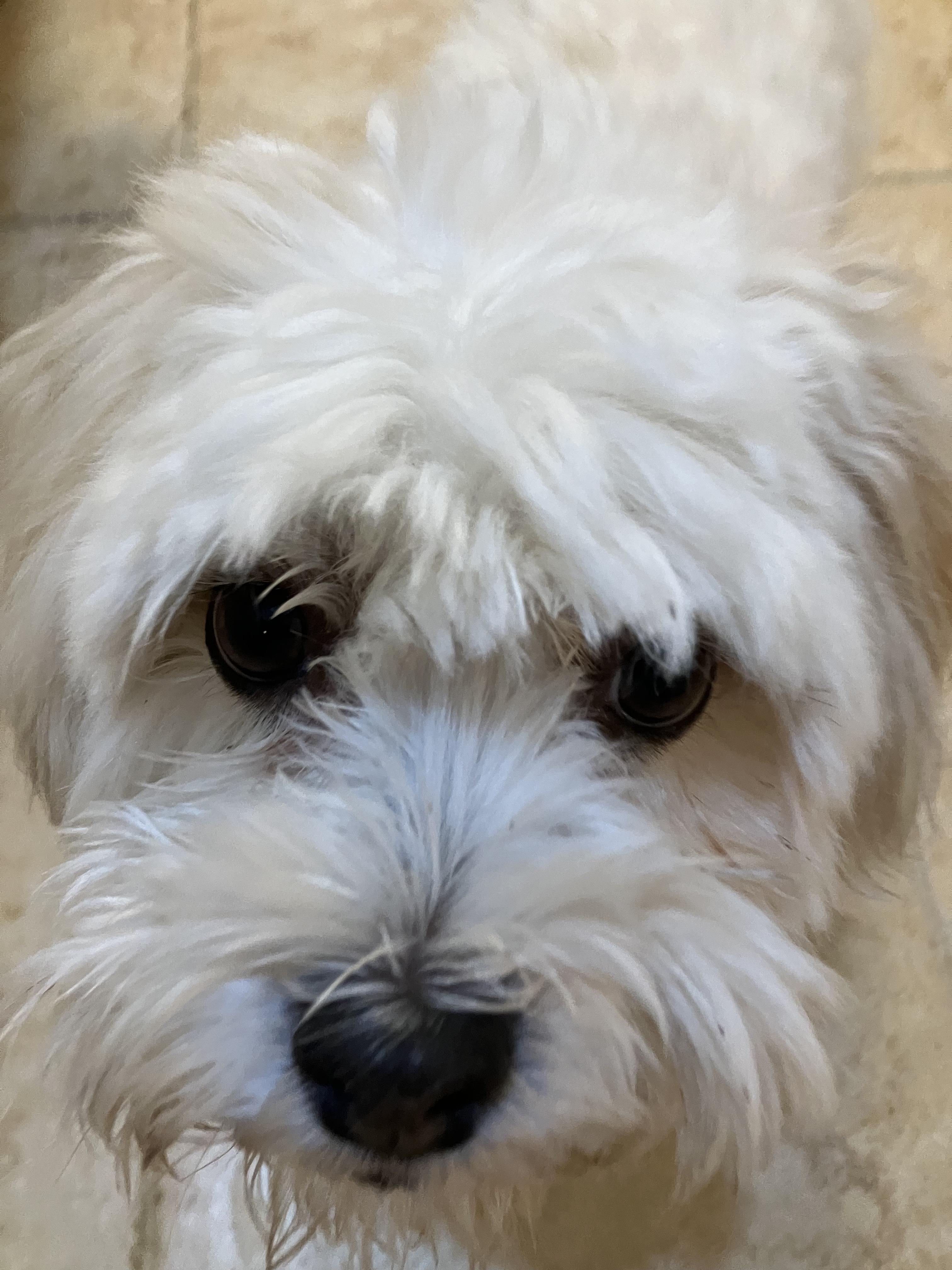 Enlarge Gigi in Warwick, New York, a Adopted Havanese in Buffalo, NY image 4/6