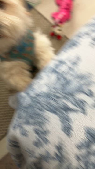 Enlarge Gigi in Warwick, New York, a Adopted Havanese in Buffalo, NY video 5/6