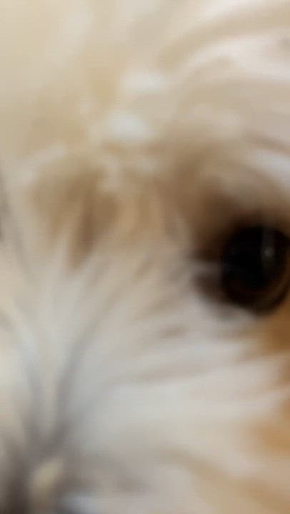 Enlarge Gigi in Warwick, New York, a Adopted Havanese in Buffalo, NY video 6/6