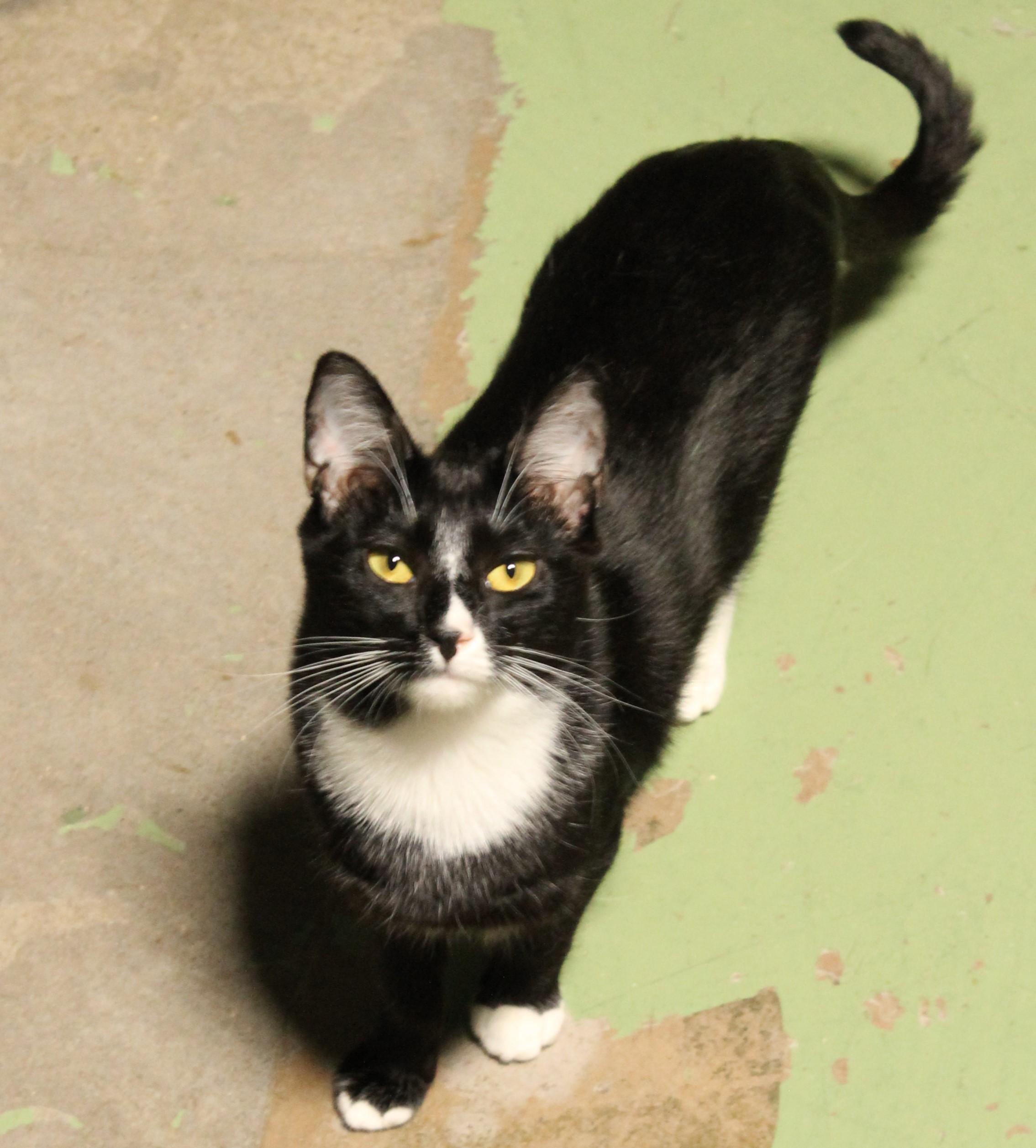 Amber, a Adoptable Tuxedo in San Diego, CA image 4/4