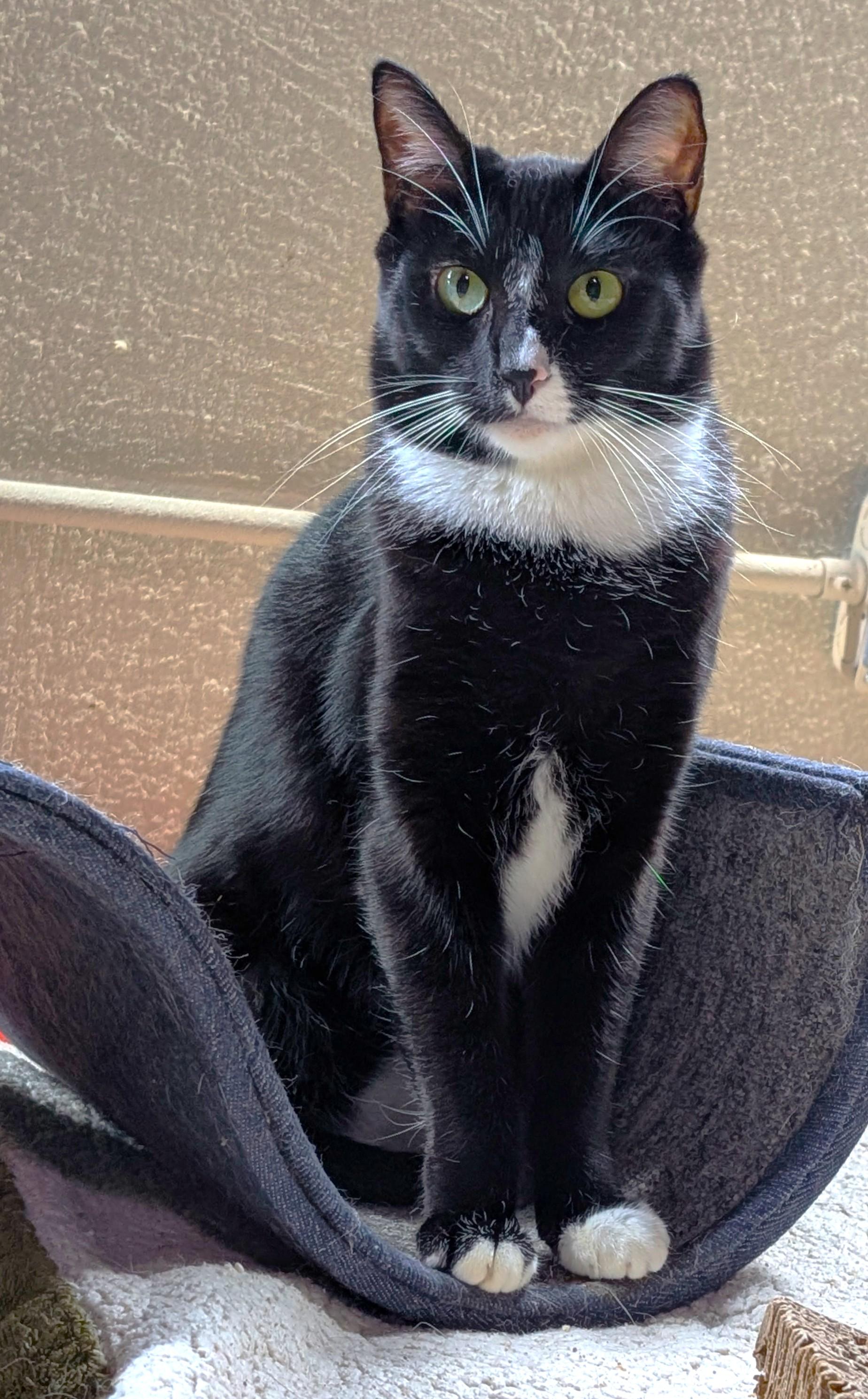 Amber, Adoptable, Young Female Tuxedo.
