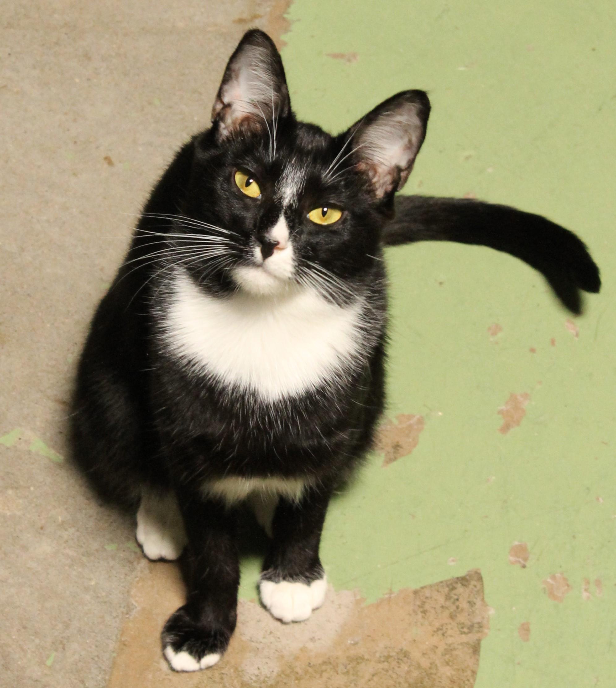 Amber, a Adoptable Tuxedo in San Diego, CA image 2/4