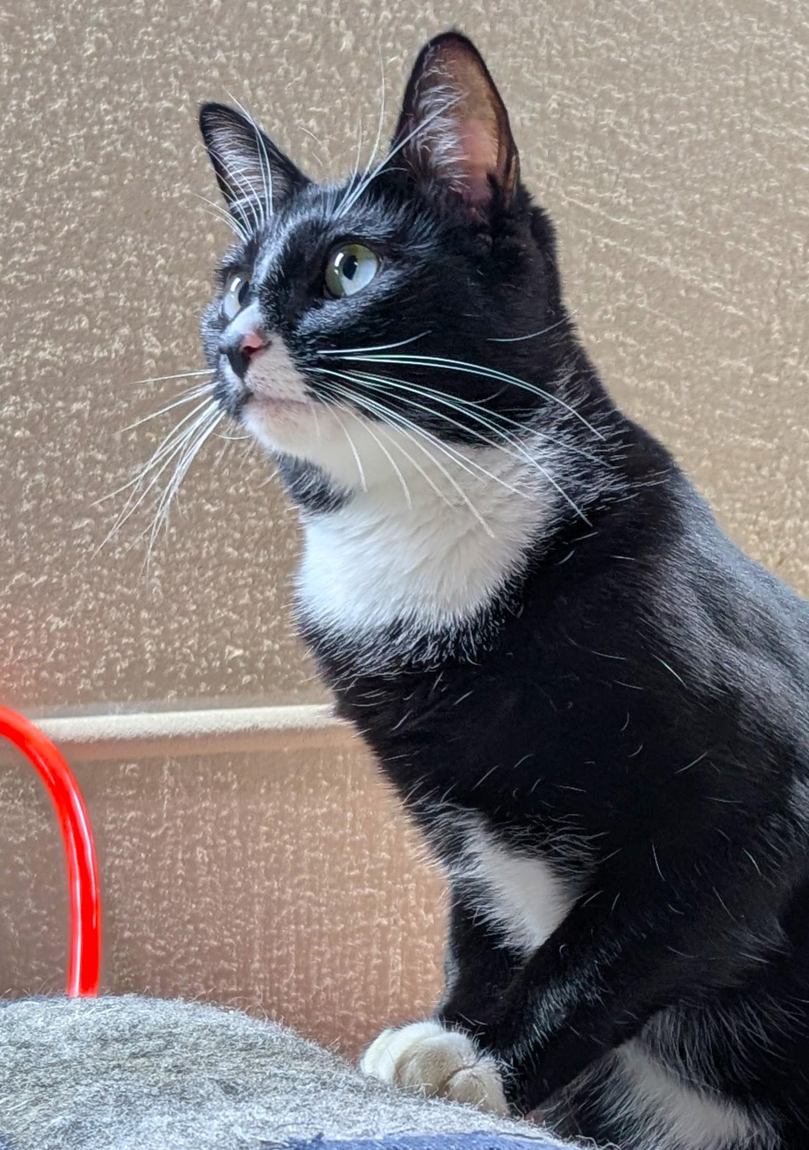 Amber, a Adoptable Tuxedo in San Diego, CA image 3/4