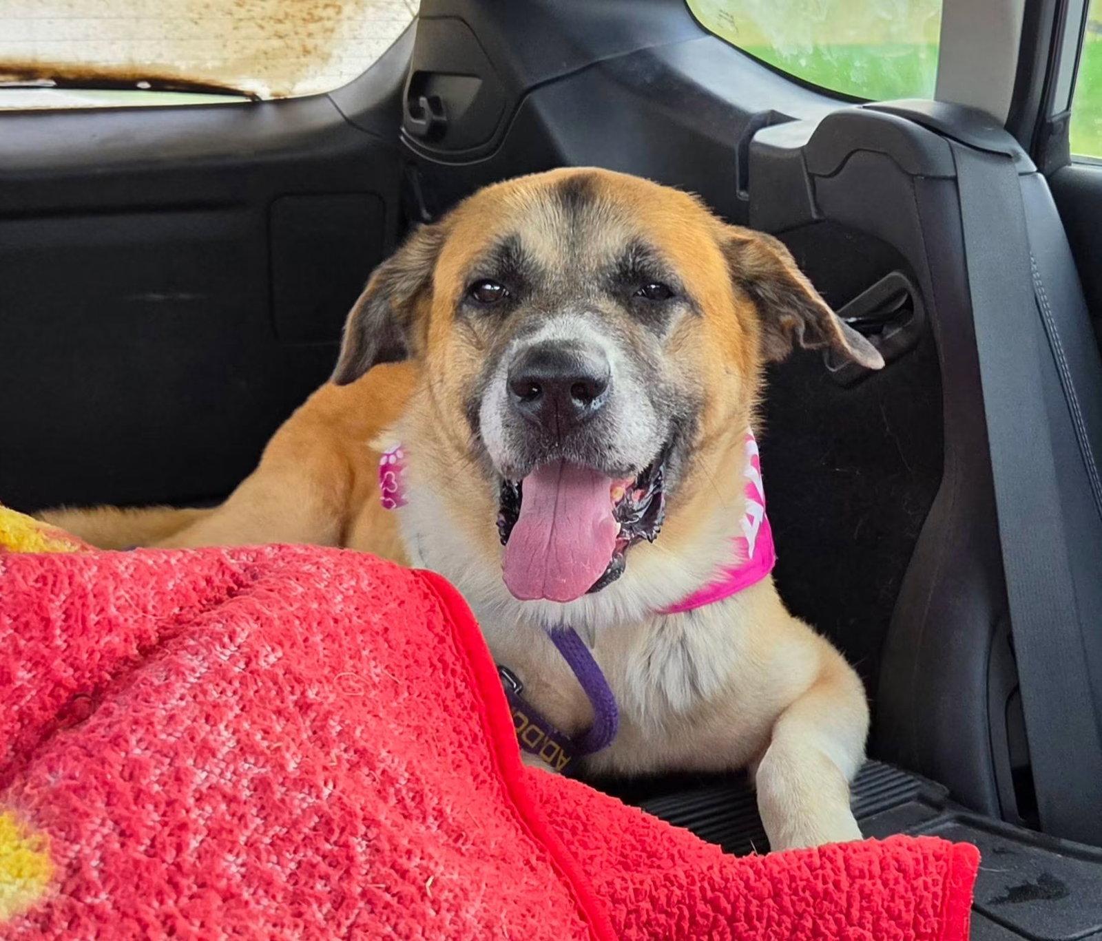 Enlarge Alice, a Adoptable mixed breed in Williamsburg, IA image 1/3
