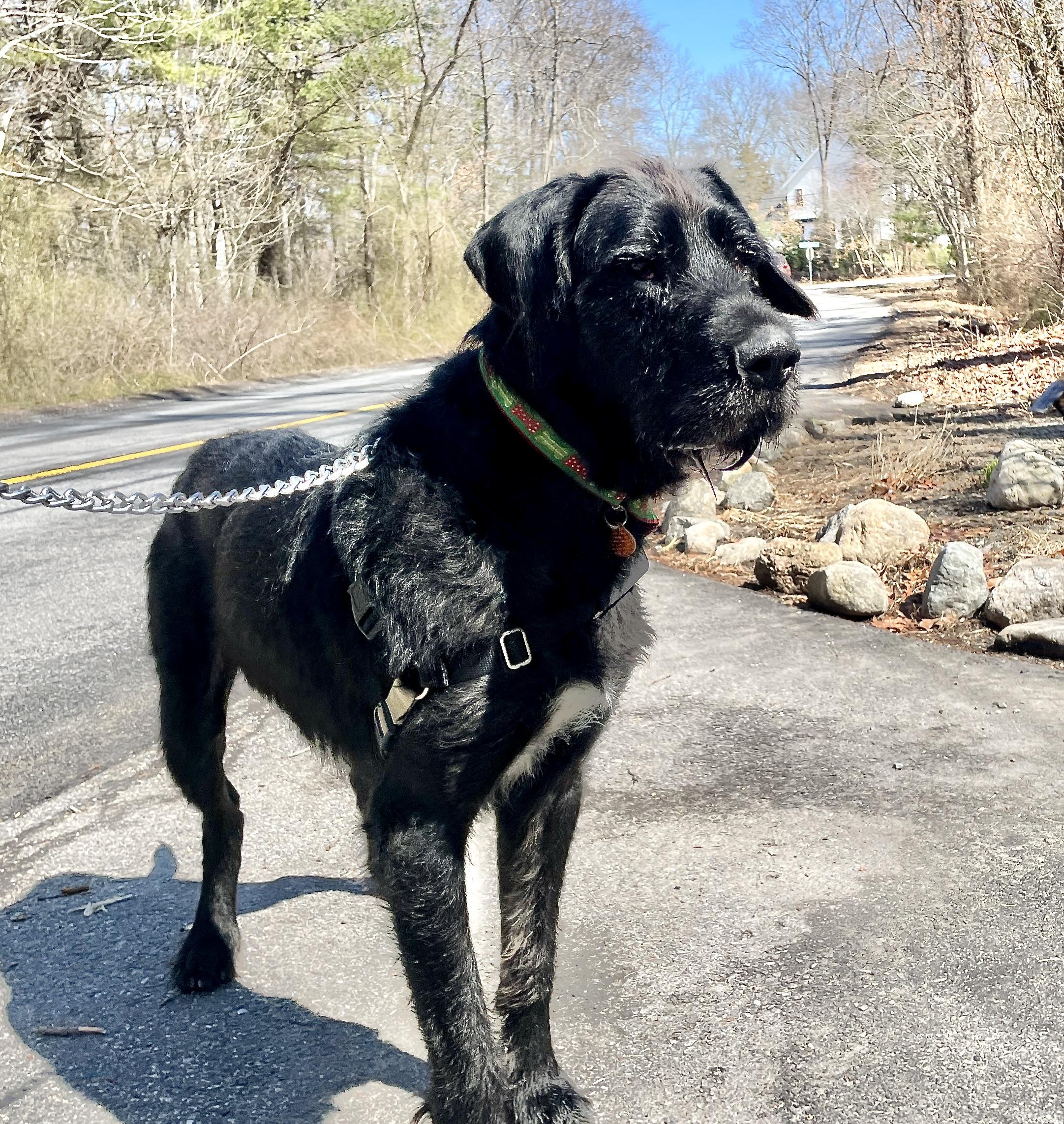 Hunter, ADOPTABLE, Young Male Irish Wolfhound.