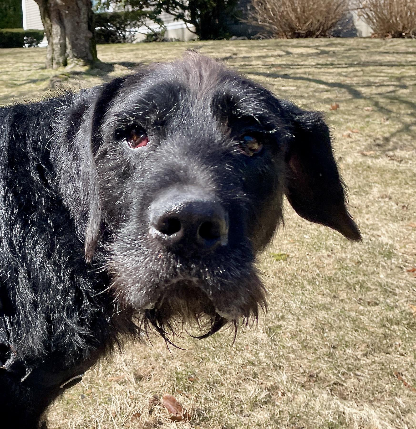 Enlarge Hunter, an adoptable mixed breed in Scituate, MA image 3/3