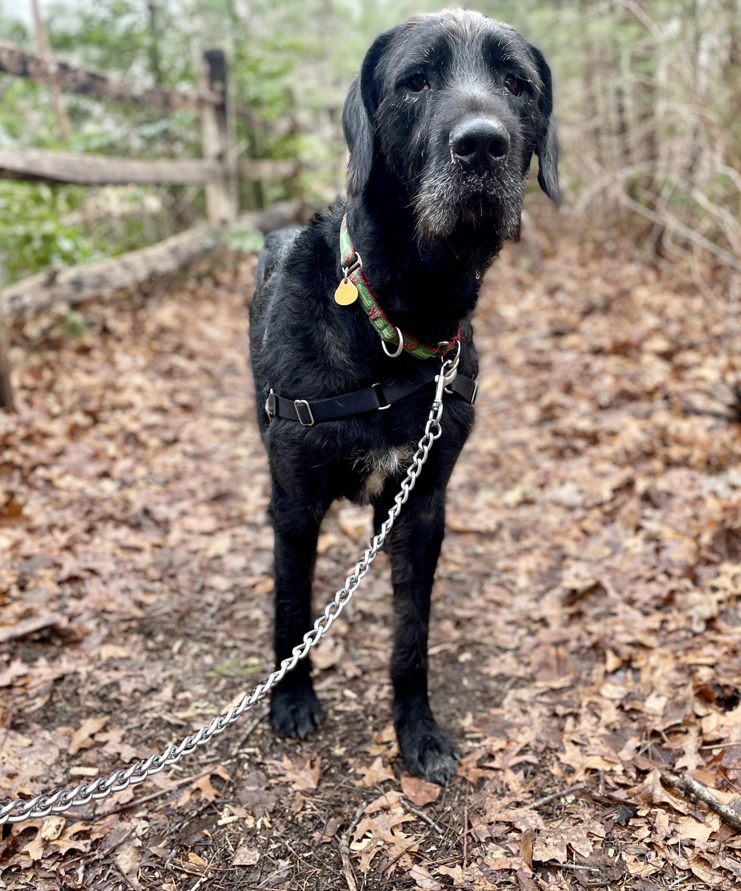 Enlarge Hunter, an adoptable mixed breed in Scituate, MA image 2/3