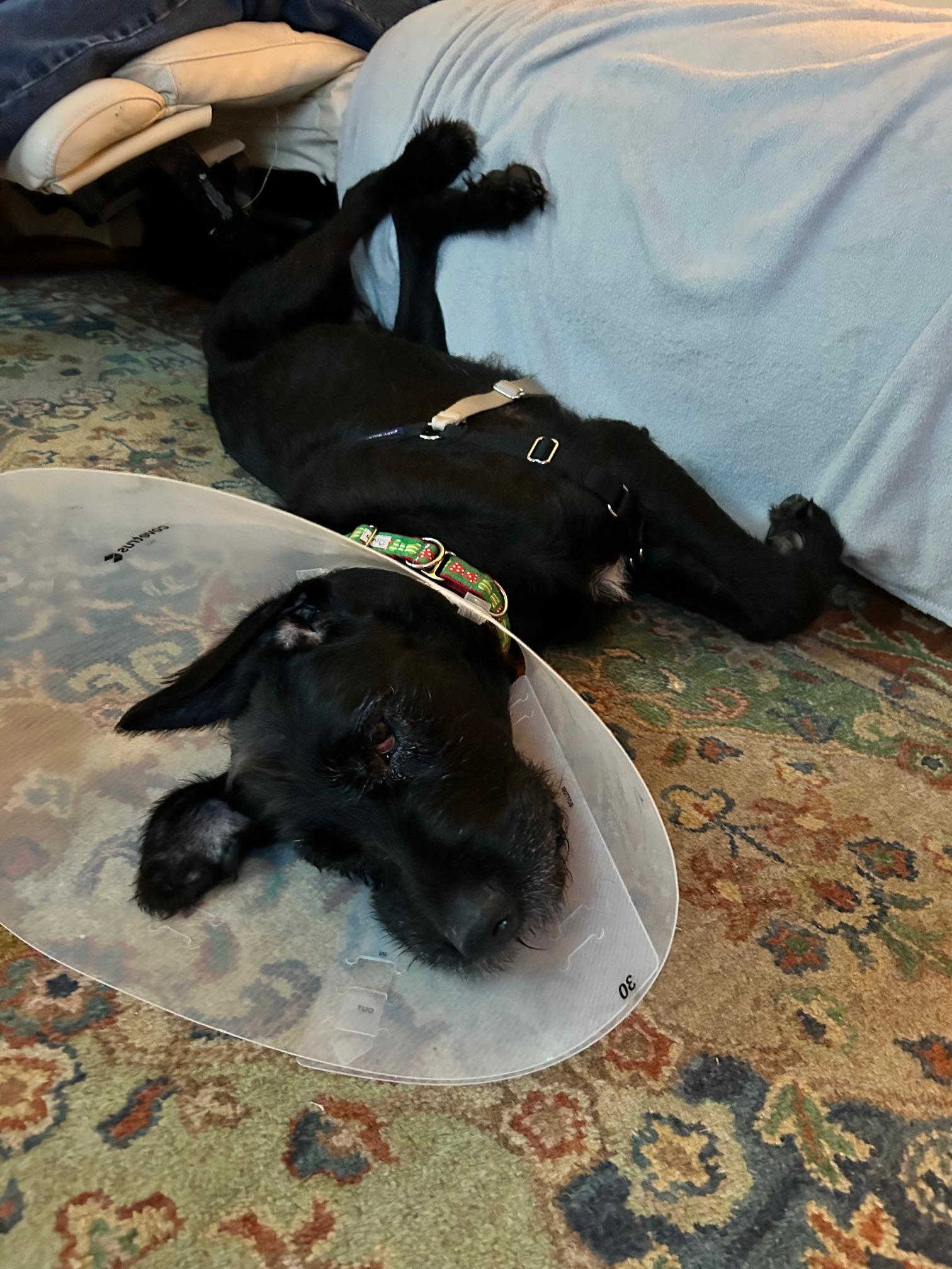 Enlarge Hunter, a ADOPTABLE mixed breed in Scituate, MA image 2/3