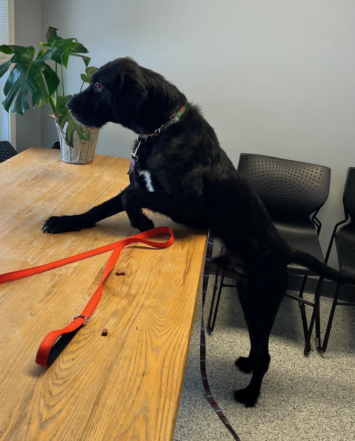 Enlarge Hunter, a ADOPTABLE mixed breed in Scituate, MA image 1/3