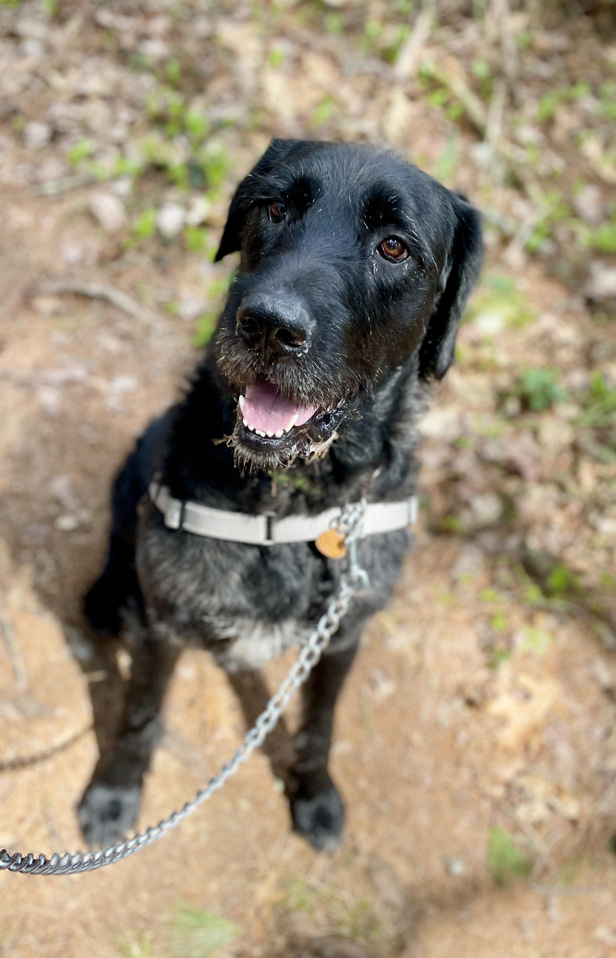 Hunter, adoptable, Young Male Irish Wolfhound.