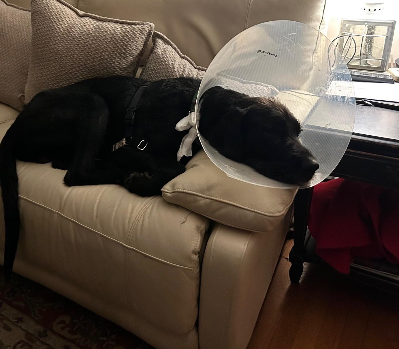 Enlarge Hunter, a ADOPTABLE mixed breed in Scituate, MA image 3/3