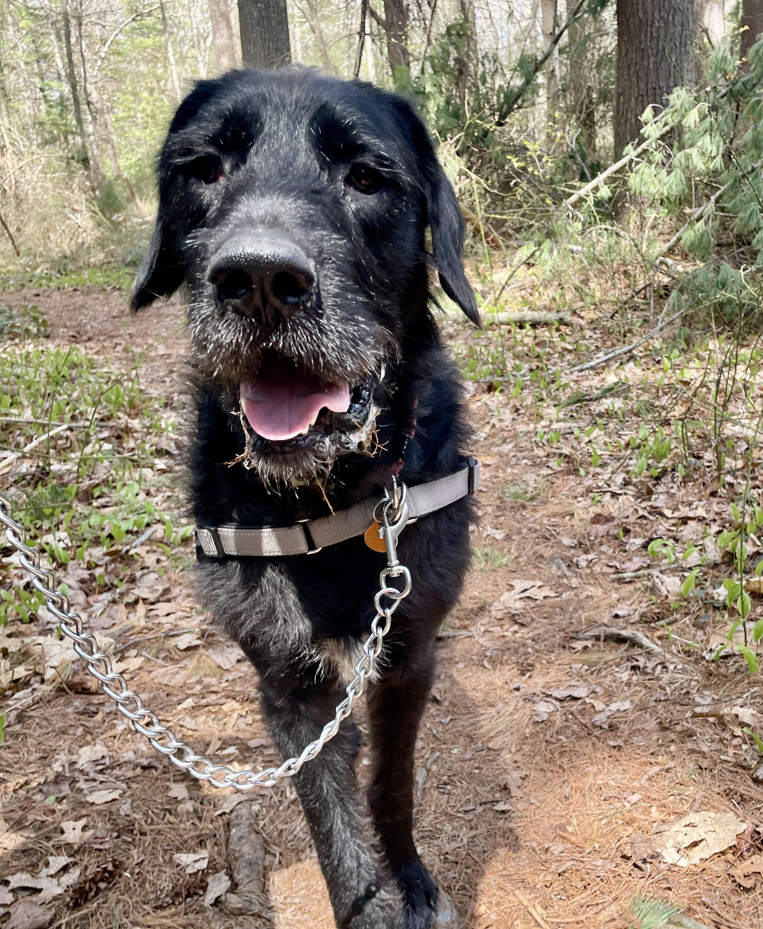 Enlarge Hunter, an adopted mixed breed in Scituate, MA image 3/3