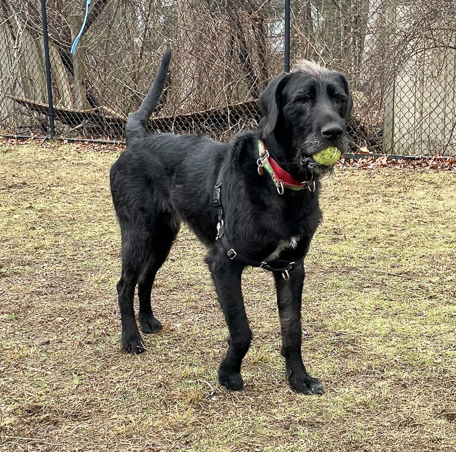 Enlarge Hunter, an adoptable mixed breed in Scituate, MA image 1/3