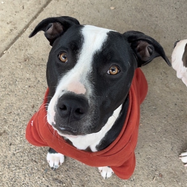 Athena, Young Female American Staffordshire Terrier