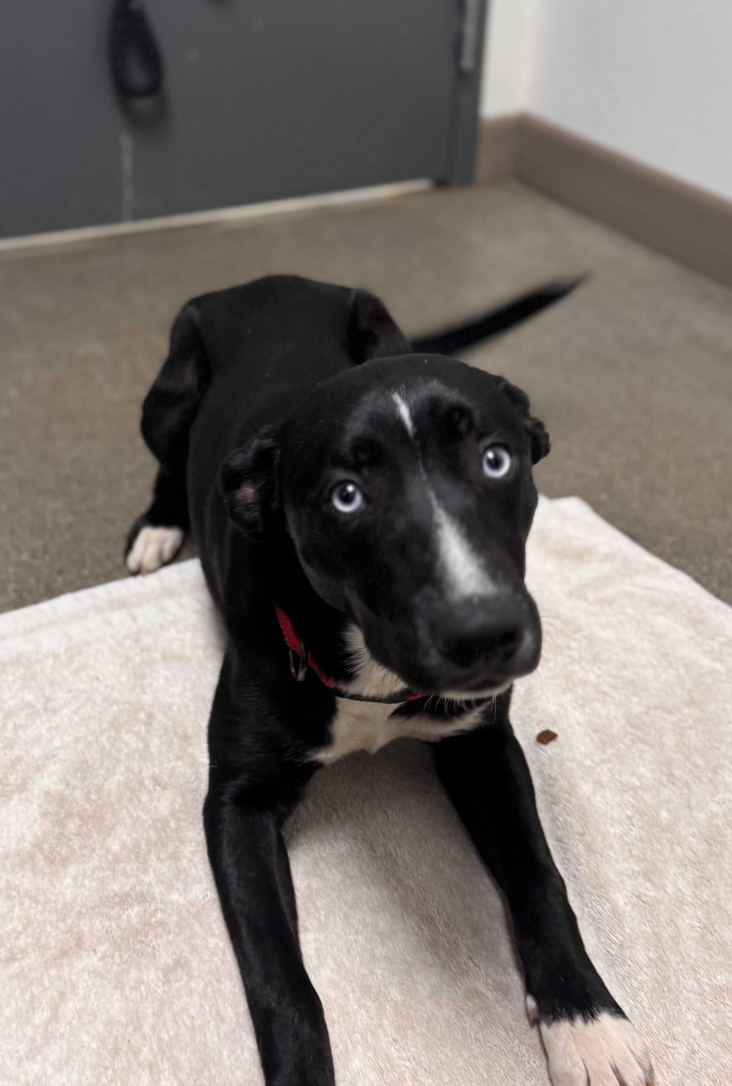 Enlarge Skye, a Adoptable mixed breed in Chico, CA image 1/4