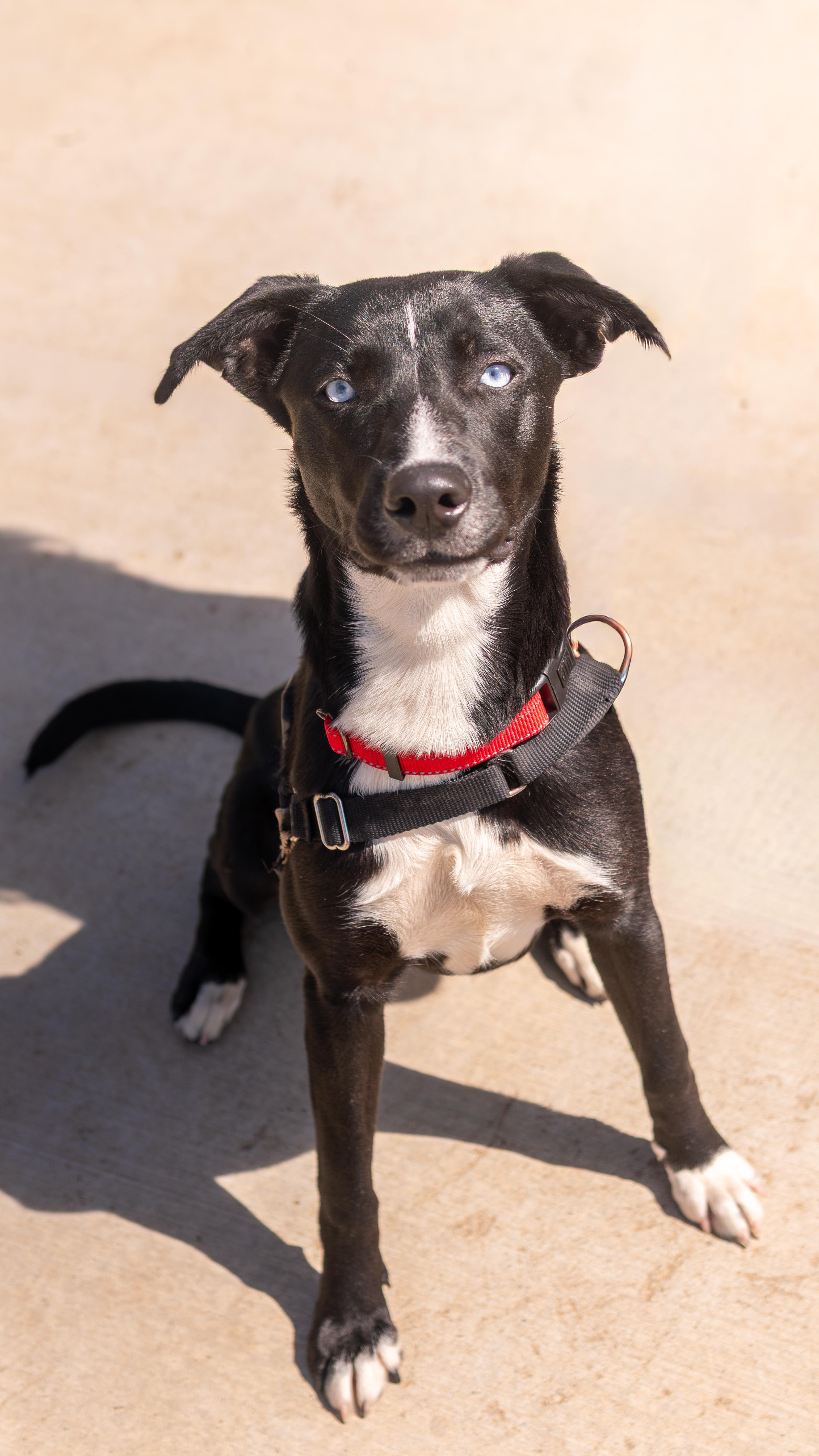 Enlarge Skye, a Adoptable mixed breed in Chico, CA image 2/4