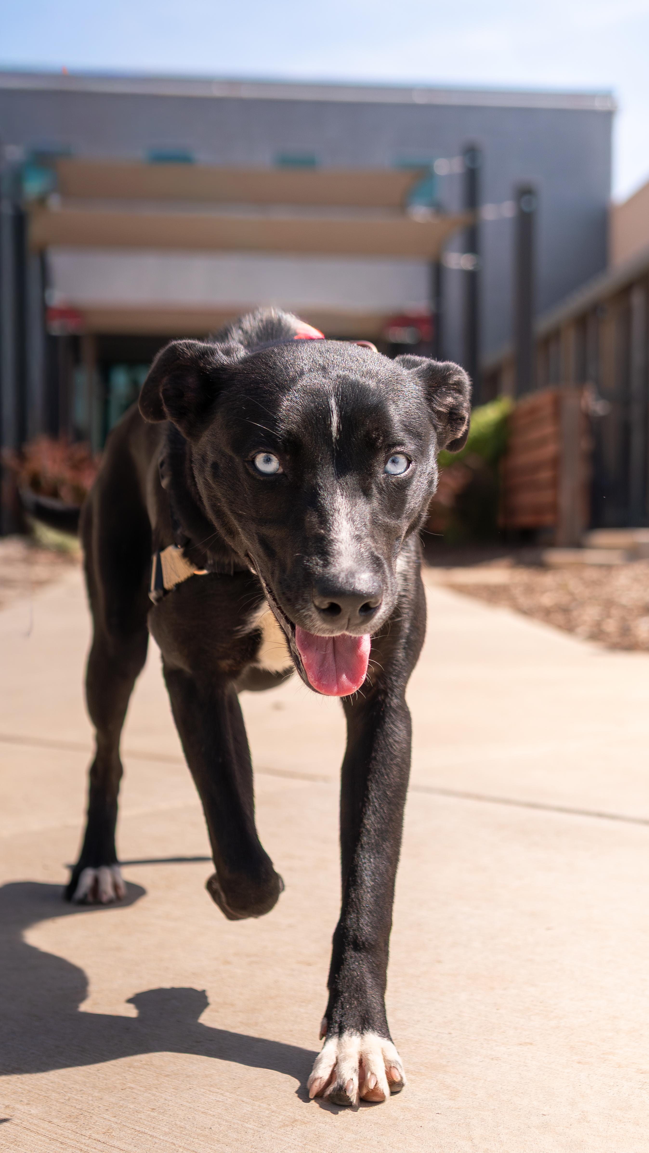 Enlarge Skye, a Adoptable mixed breed in Chico, CA image 3/4