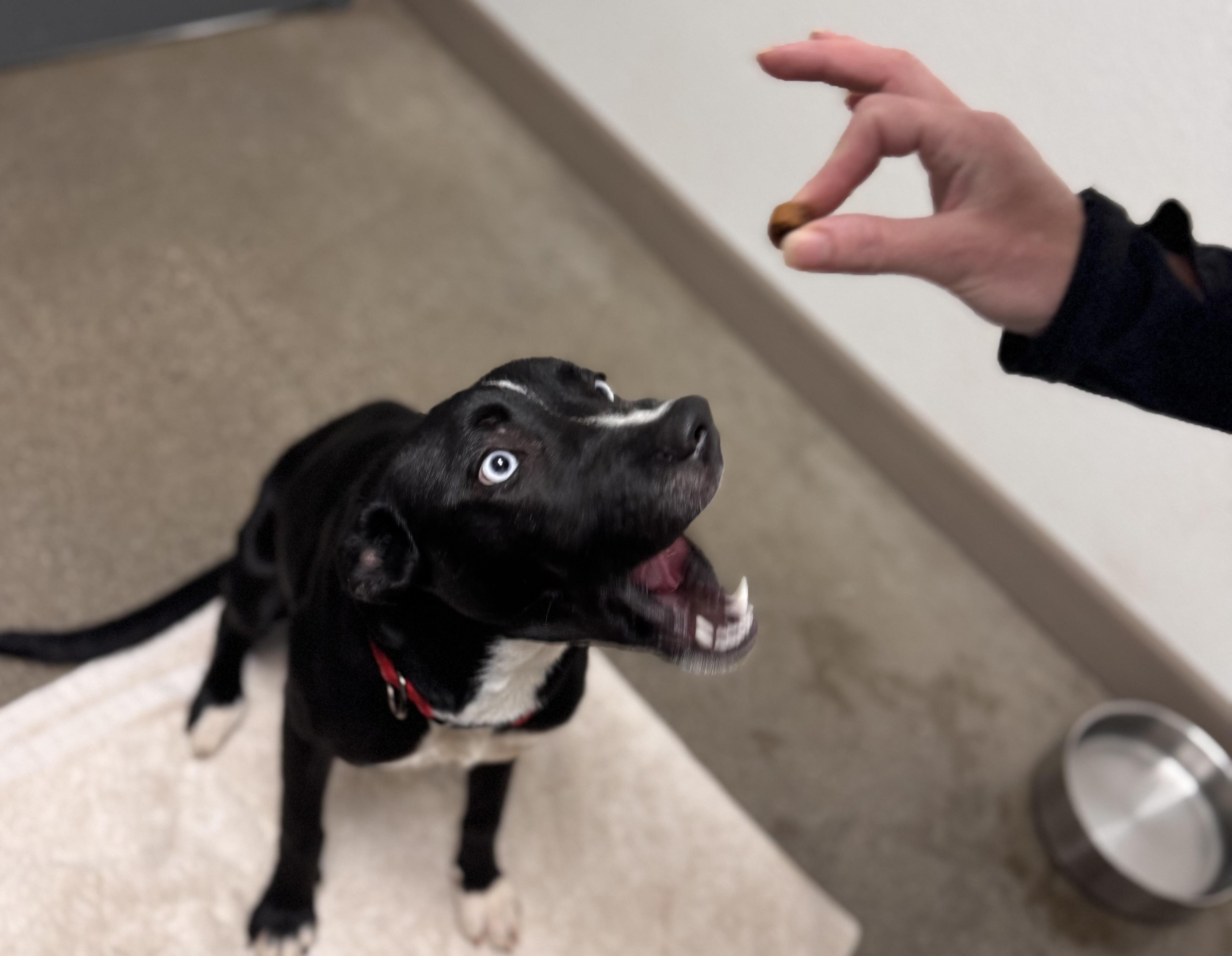 Enlarge Skye, a Adoptable mixed breed in Chico, CA image 4/4