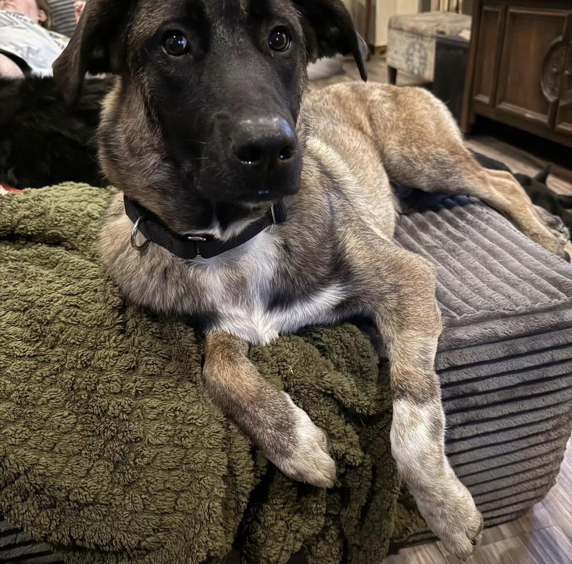 Enlarge Remy, a Adoptable mixed breed in Endicott, NY image 3/6