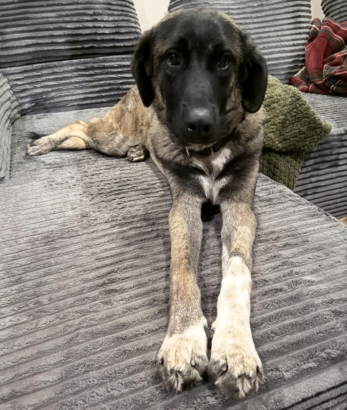 Enlarge Remy, a Adoptable mixed breed in Endicott, NY image 2/6