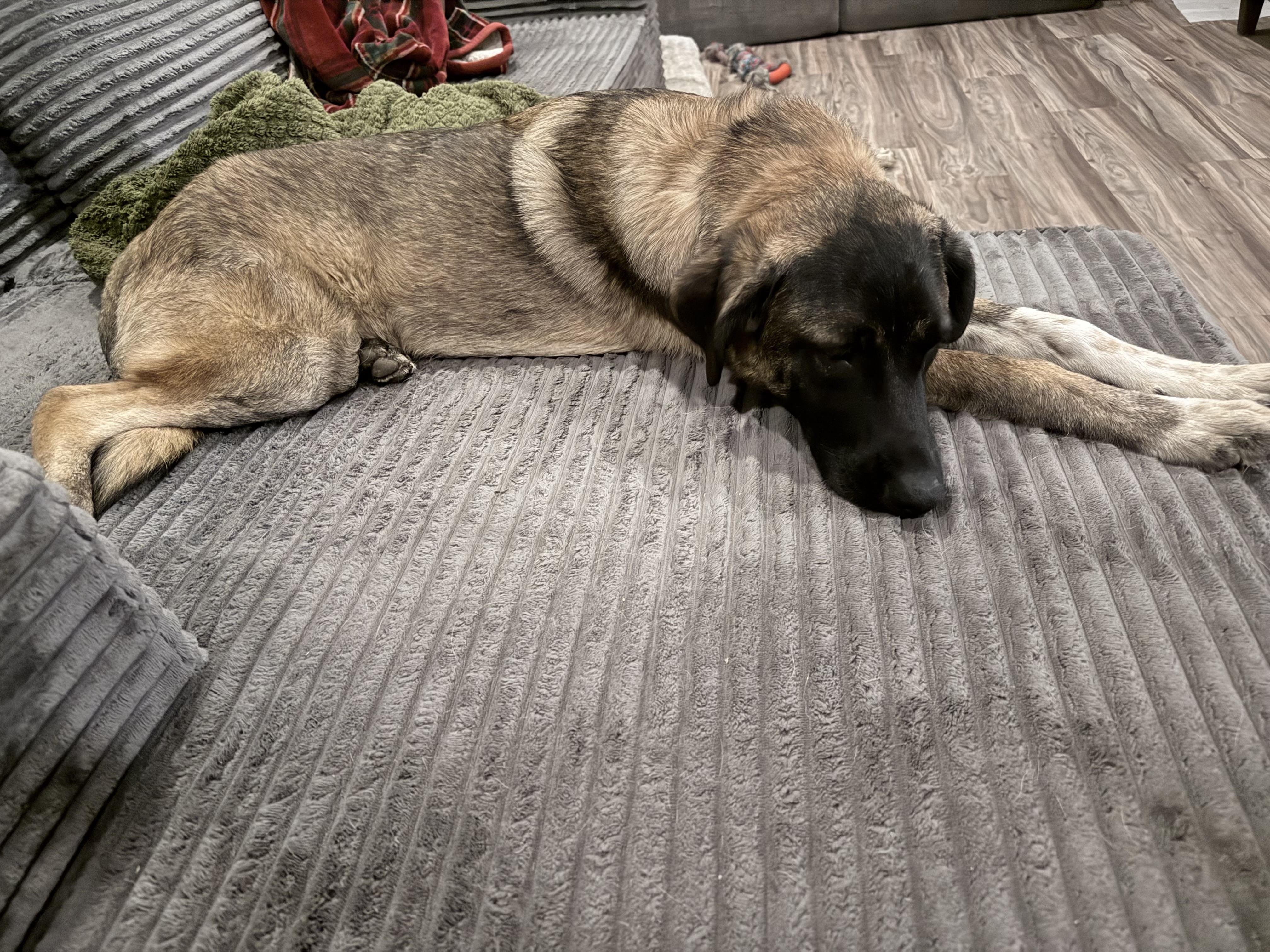 Enlarge Remy, a Adoptable mixed breed in Endicott, NY image 4/6