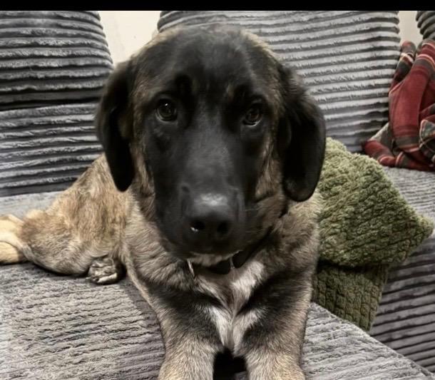 Remy, Adoptable, Young Male Belgian Shepherd / Malinois & German Shepherd Dog.