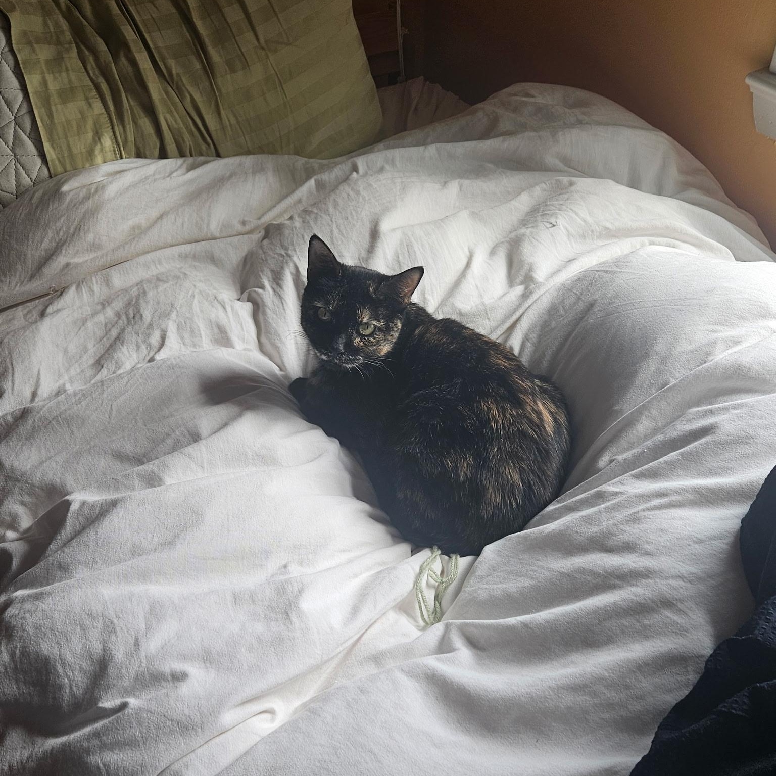 Petra, a Adoptable mixed breed in Philadelphia, PA image 2/5