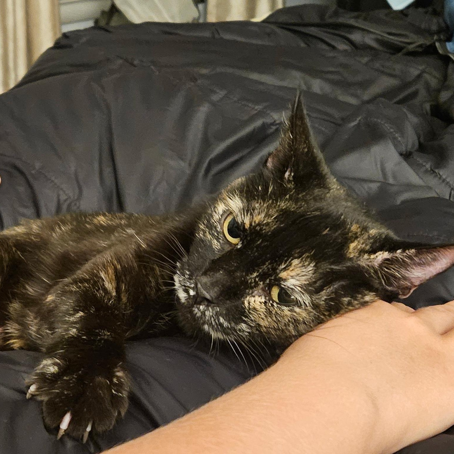 Petra, a Adoptable mixed breed in Philadelphia, PA image 4/5