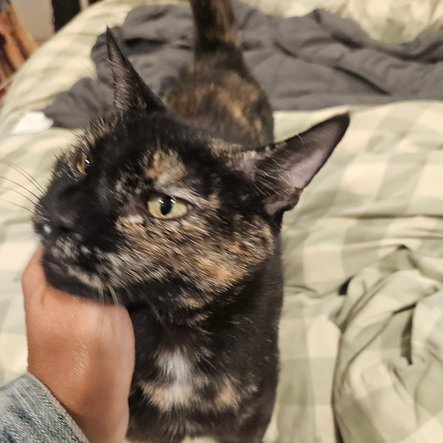 Petra, a Adoptable mixed breed in Philadelphia, PA image 5/5