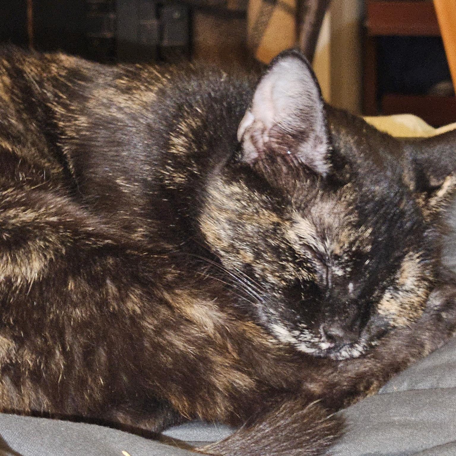 Petra, a Adoptable mixed breed in Philadelphia, PA image 3/5