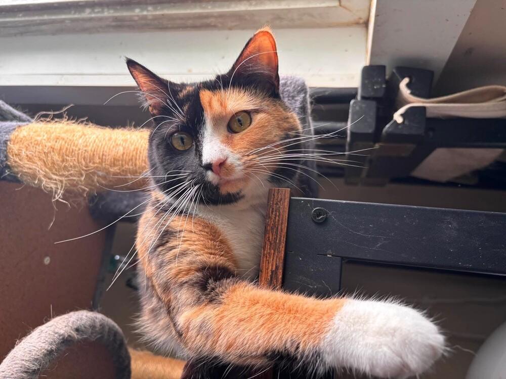 Iris, Adoptable, Adult Female Domestic Short Hair.