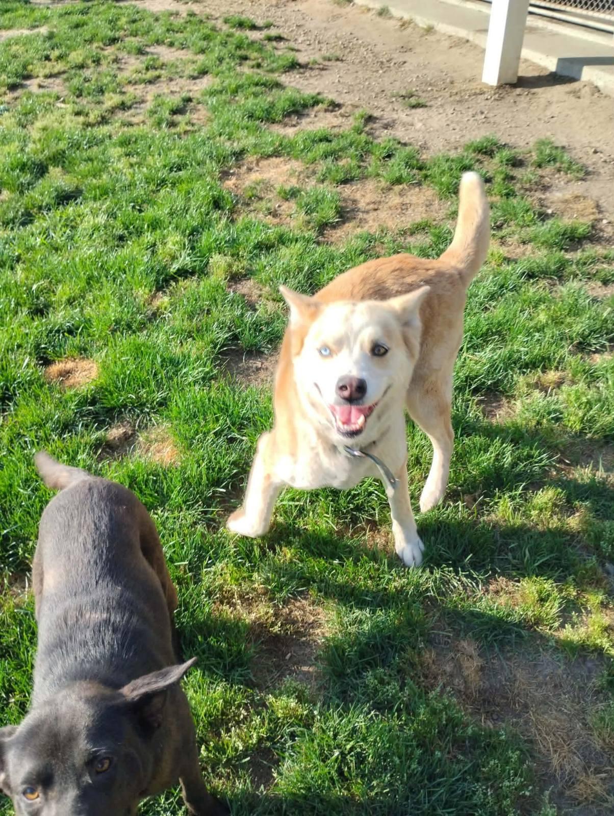 Enlarge Zelda, a ADOPTABLE mixed breed in Chesapeake, VA image 5/5