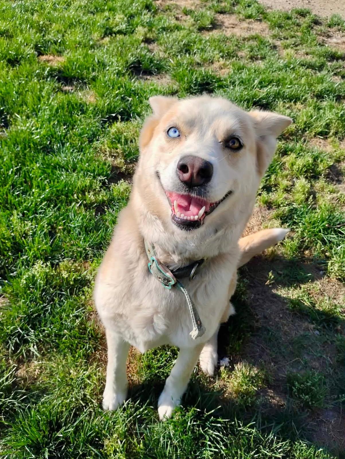 Enlarge Zelda, a ADOPTABLE mixed breed in Chesapeake, VA image 4/5