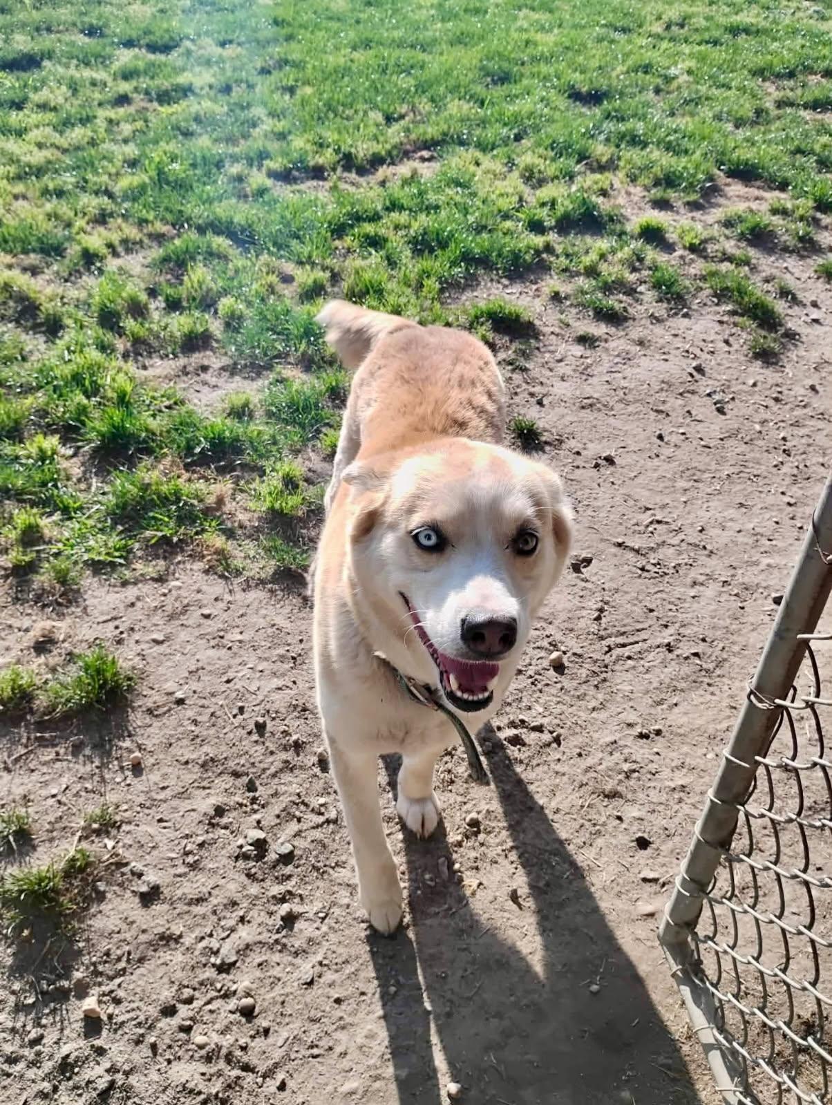 Zelda, ADOPTABLE, Young Female Husky.