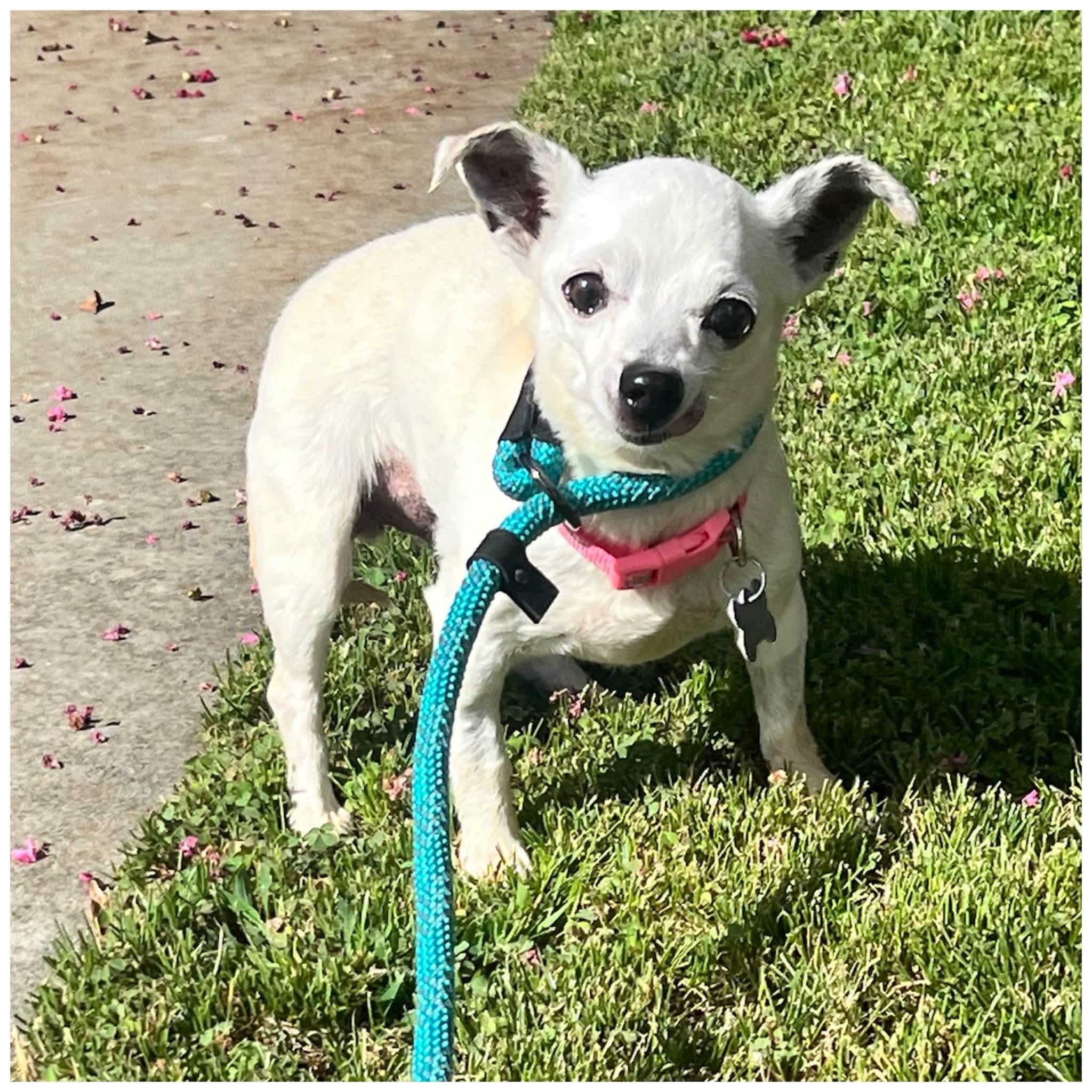 Enlarge Donna Jo, a Adoptable Chihuahua in Clovis, CA image 4/6