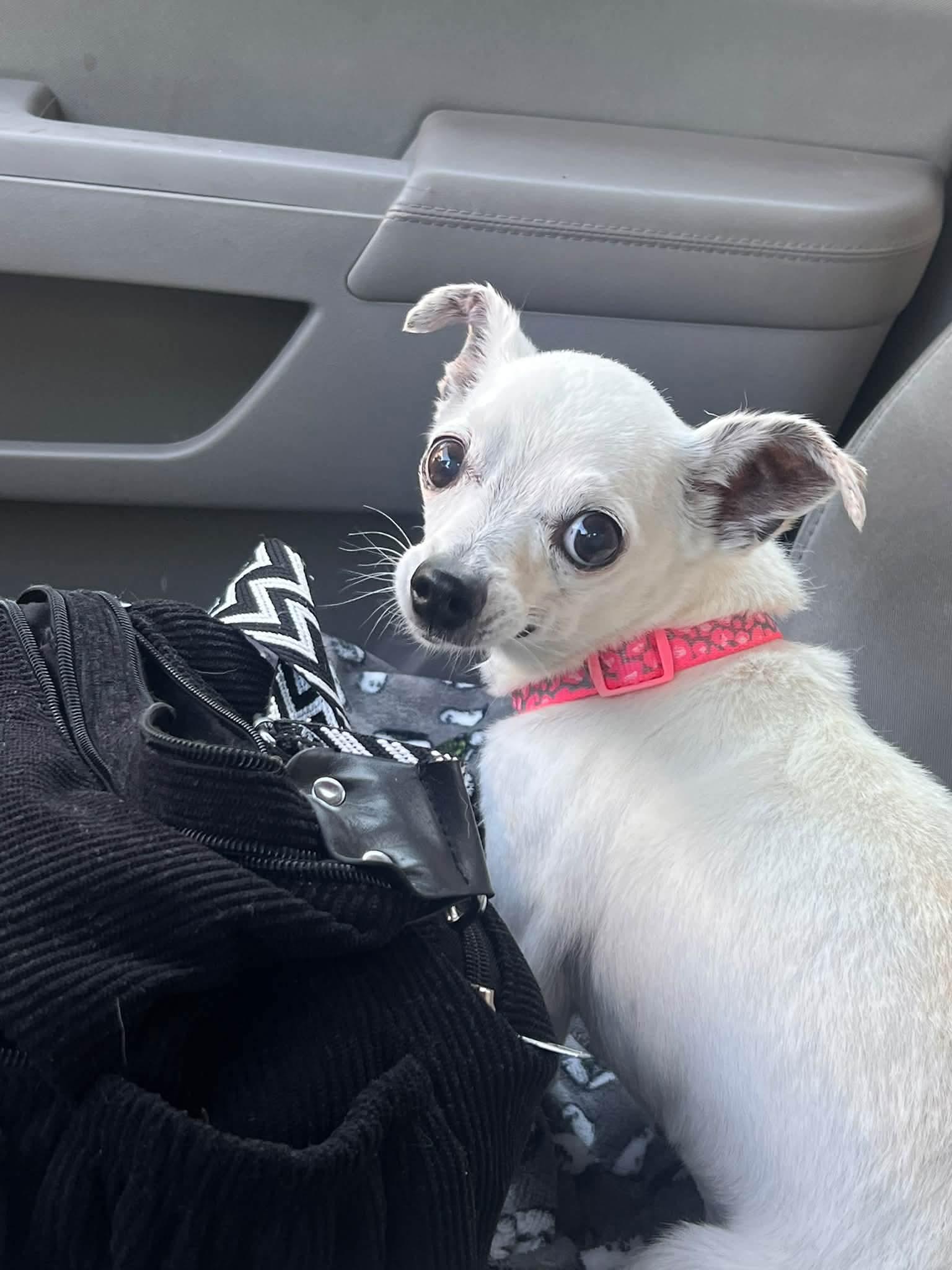 Enlarge Donna Jo, a Adoptable Chihuahua in Clovis, CA image 5/6