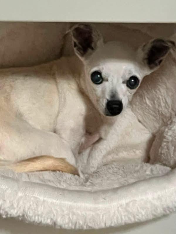 Enlarge Donna Jo, a Adoptable Chihuahua in Clovis, CA image 2/6