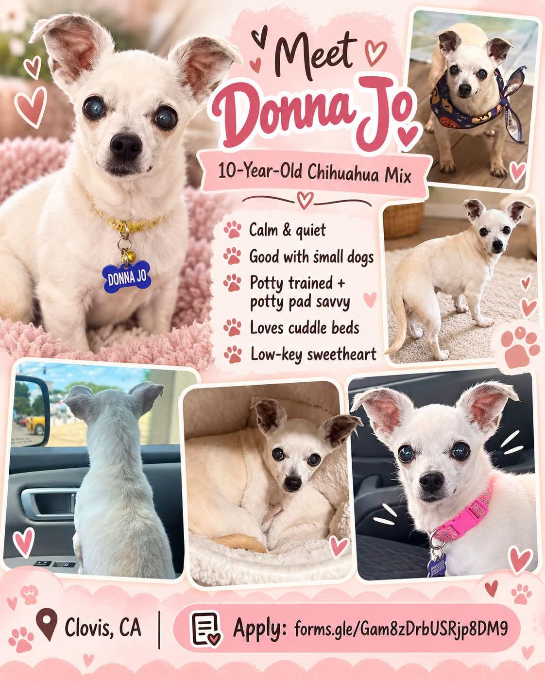 Enlarge Donna Jo, a Adoptable Chihuahua in Clovis, CA image 6/6